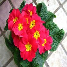 Flower Seeds - View 3