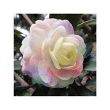 155Pcs Camellia Seeds - Christmas - Festive Flowers - Celebration Flowers - - 155pcs - View 1