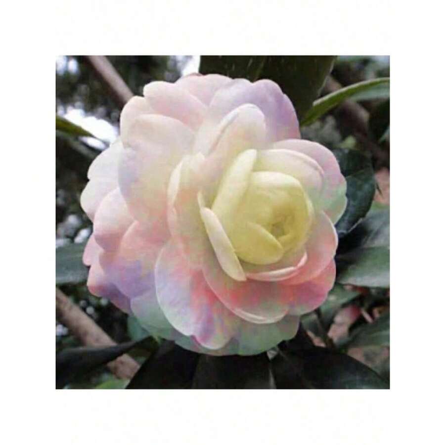 155Pcs Camellia Seeds - Christmas - Festive Flowers - Celebration Flowers - - 155pcs - View 1