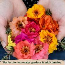 Flower Seeds - View 4