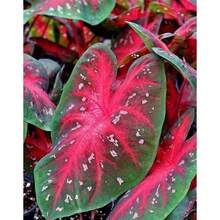 Seeds Caladium Marie Moir And Red Flash Bulbs.One Of Each.A Total Of 2. - 變體1 - 查看 4