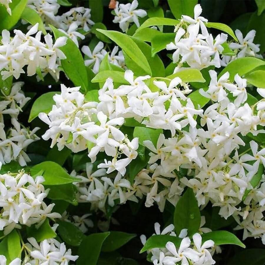 Plant Flowers23P Jasmine Flower For Planting-Non-GMO Jasmine Plant Fragrant Flower Garden Home - 23pcs.seeds - View 1