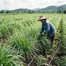 Lemongrass Seeds 50Pcs For Long-Term Planting And Regular Leaf Picking - 50Pcs - View 2