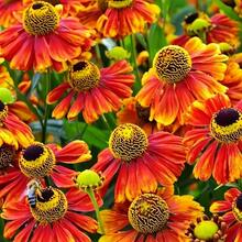 Semi di fiori - Visualizzare 4