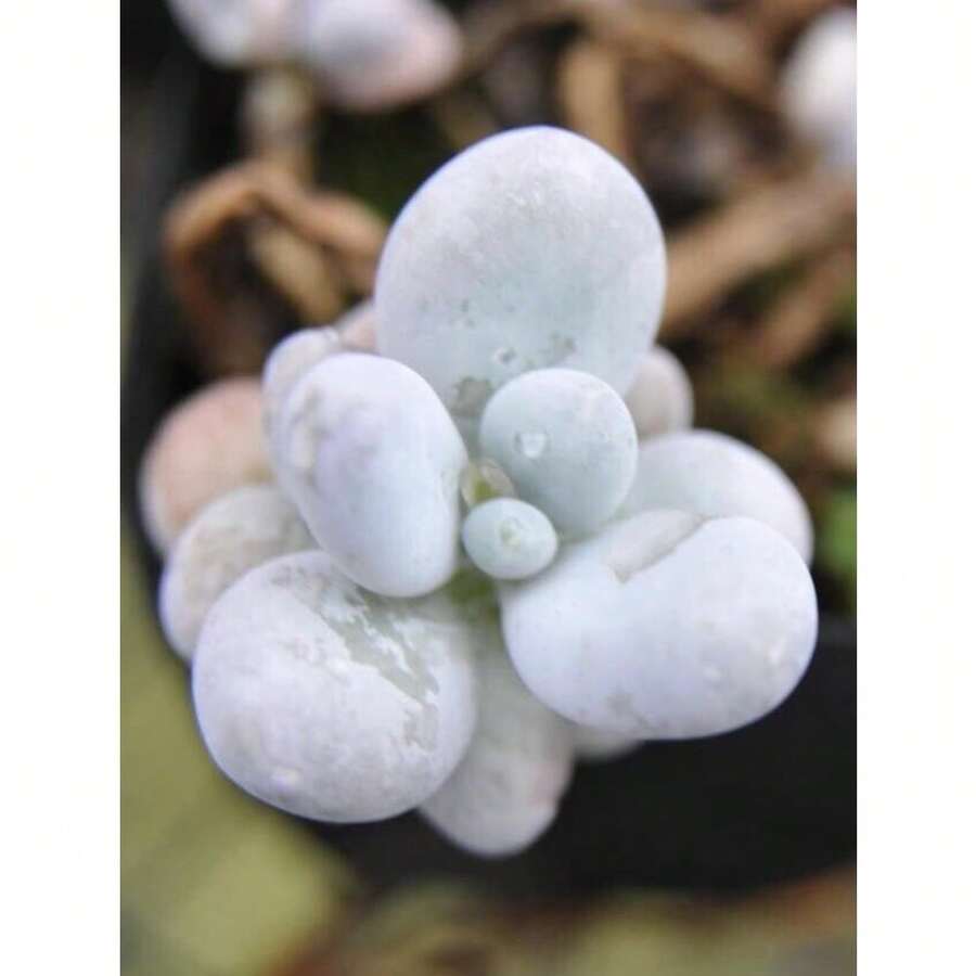 Seeds Pachyphytum Oviferum, Succulent, 10 Seeds - 變體1 - View 1