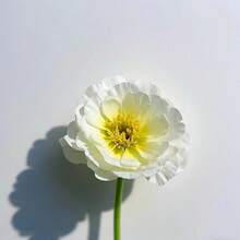 Semi di fiori - Visualizzare 2