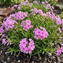 Plantera frön - Visa 6