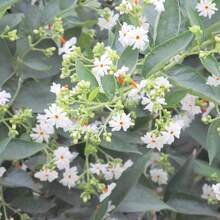 206 fleurs de jasmin, graines - Convient pour les jardins, les espaces intérieurs, les espaces verts extérieurs et les aménagements paysagers. - Voir 2
