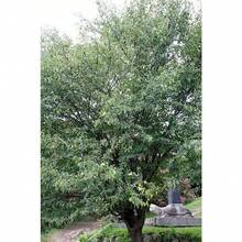 Plant Seeds - View 10