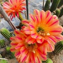Cactus Succulent Plant Seeds Garden Beautiful Flowering Seeds 100pcs - 100粒種子 - 查看 1