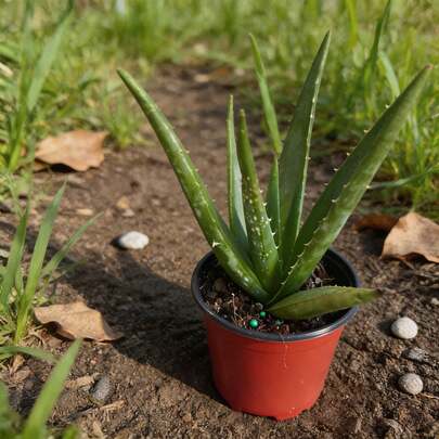 Aloe Vera Seeds 100 Pieces Fast Growing Succulent Beautiful Green Plant Perfect For Home Bonsai & Potted Planting Beginner Friendly Garden Seeds