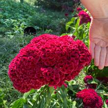 Color Mix Heirloom Giant Cockscomb Garden Se.Eds - 200+Vibrant, Non-Gmo Se.Eds For Unique Floral Display - 1 PAQUETE - Ver 3