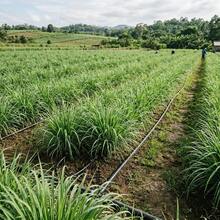 Flower Seeds - View 6