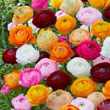 Flower Seeds - View 1