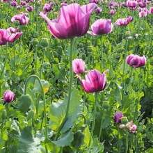 156Pcs Purple Wildflower Seeds - 156 piezas - Ver 3