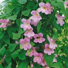 Flower Seeds - View 1