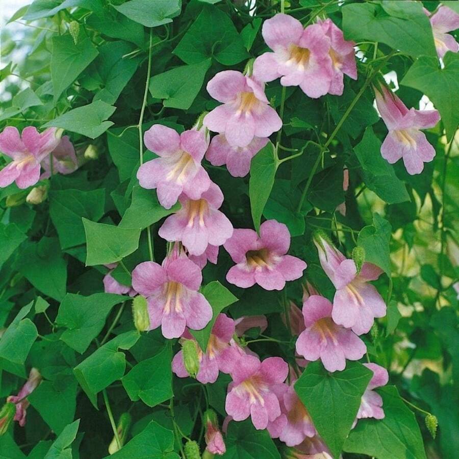 Flower Seeds - View 1
