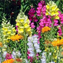 214 graines de fleurs de Snapdragon anciennes - Voir 5