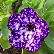 195+ Graines de Pétunie Rare Night Sky - Graines de Pétunie Dwarf Wave pour la plantation dans le jardin domestique, non-OGM, variétés anciennes. - Voir 2