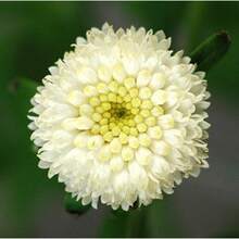 Plant Seeds - View 1