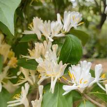 500 Graines de Fleurs de Chèvrefeuille, Graines de Fleurs Colorées pour Jardinage Domestique en Pot, Patio ou Balcon, Vie Saine, Plantation Extérieure, Faciles à Cultiver pour Jardins, Graines de Fleurs Cultivées à Domicile - Voir 3