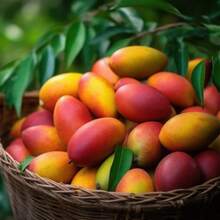 193 graines d'arbres fruitiers à taux de germination élevé -- Graines de mangue, fruit délicieux, juteux, saveur riche, rendement élevé, production prospère, bord délicat - Voir 3