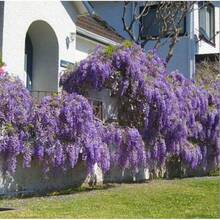 20 Graines de Glycine pour Jardin Domestique, Balcon, Plante Grimpante Facile à Cultiver - Voir 1