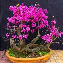 60 Graines de Cercis ou Bonsaï à Fleurs Roses et Violettes Rares - Voir 2