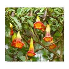 Flower Seeds - View 4