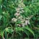 Variant1