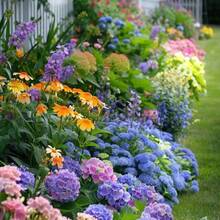 Plant Seeds - View 7