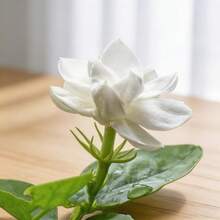 Graines de jasmin faciles d'entretien, 100 pièces, plantes parfumées à fleurs pour la décoration du jardin domestique - Voir 5