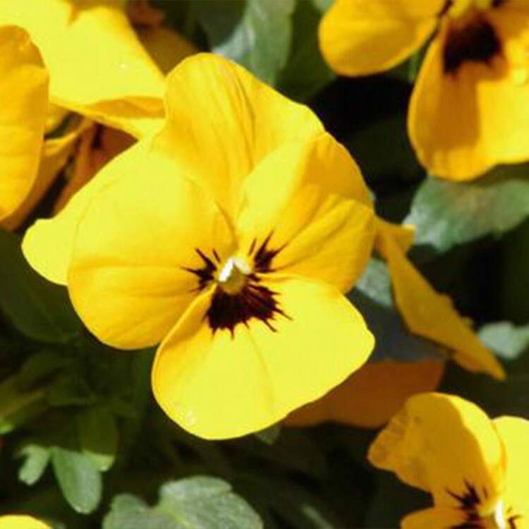 Plant Seeds - Xem 3
