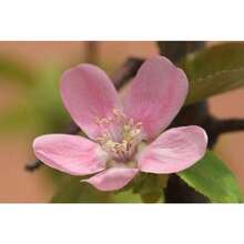 Plant Seeds - View 5