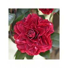 155Pcs Camellia Seeds - Christmas - Festive Flowers - Celebration Flowers - - 155pcs - View 5