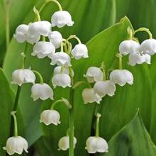 59 graines de muguet pour la plantation, faible entretien - Voir 3