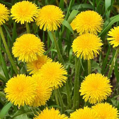 Flower Seeds