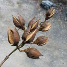 Flower Seeds - 查看 5