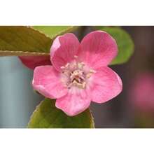 Plant Seeds - View 4