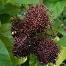 Flower Seeds - View 4