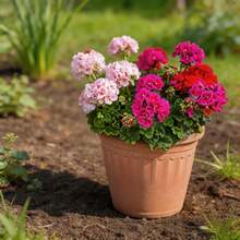 100 Graines de Géranium, Plantes à Fleurs à Croissance Stable pour Jardin Domestique et Usage Ornemental Quotidien - Voir 4