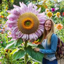 Semillas de girasol, flores perennes de exterior, plantas perennes de cobertura del suelo, plantas de interior y exterior, plantas para plantar, plantas herbáceas, jardinería, adecuado para amantes de las plantas como un regalo de la naturaleza, entrega local. - 50 piezas/semillas - Ver 7