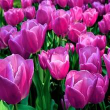 122Pcs Tulip Seed Flowers Are Beautiful For Sunny Garden Planting - 122件 - 查看 2