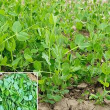 Plus de 100 plants de pois, graines de pois pour la plantation - Graines de pois, pousses de haricots, légumes verts, légumes de ferme - Voir 3