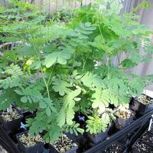 Plant Seeds - View 2