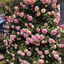 Flower Seeds - View 3