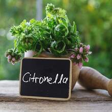 Flower Seeds - View 4