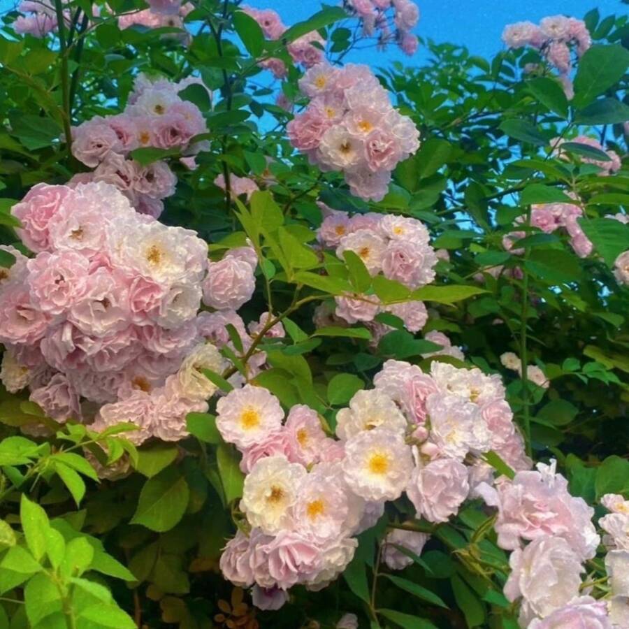 132 pièces de graines de roses pour plantation - Voir 1