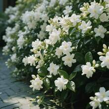 Flower Seeds - View 3