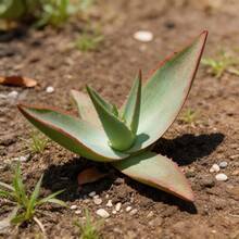 100Pcs Aloe Seeds Healthy Green Foliage For Home Potted Garden Decor - 100粒種子 - 查看 2